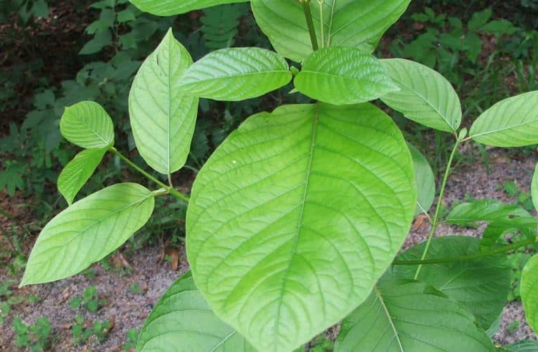 Merchant Accounts for Kratom – Best and Safe